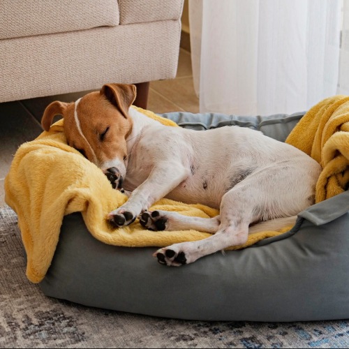 a puppy sleeping in a bed